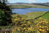 Azalea and Footbridge