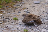 Common Sandpiper