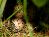 Hatching Common Sandpiper Chicks
