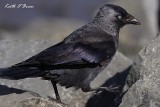 Jackdaw.jpg