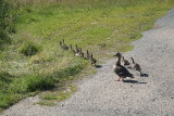 Duck Crossing