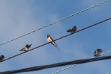 Swallows