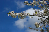 cherry blossoms in bloom