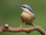 Nuthatch - Boomklever - Sitta europaea