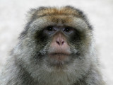 Berberaap - Barbary Macaque - Macaca sylvanus