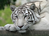 Witte Tijger - White Tiger - Panthera tigris
