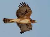 African Hawk Eagle - Afrikaanse Havikarend - Hieraaetus spilogaster