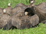Hooded Vulture - Kapgier - Necrosyrtes monachus