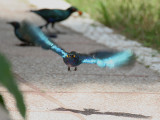 Lesser Blue-eared Glossy Starling - Blauwoorglansspreeuw - Lamprotornis chloropterus