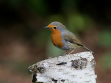 Robin - Roodborst - Erithacus rubecula