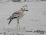 Senegal Thick knee - Senegalese Griel - Burhinus vermiculatus