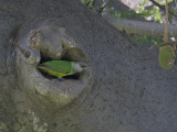Senegal Parrot - Bonte Boertje - Poicephalus senegalus