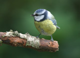 Pimpelmees - Blue Tit - Parus caeruleus