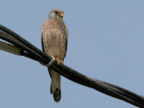 Lesser Kestrel - Kleine Torenvalk - Falco naumanni