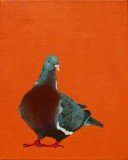 Wood Pigeon - Houtduif