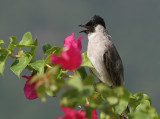 Roetkopbuulbuul - Sooty headed Bulbul - Pycnonotus auriquaster