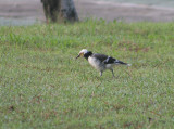 Black-collared Starling 