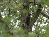 Zwarte Specht - Black Woodpecker - Dryocopus martius