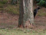 Zwarte Specht - Black Woodpecker - Dryocopus martius