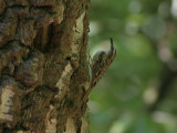 Boomkruiper - Short-toed Tree-Creeper - Certhia brachydactyla