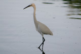 Kleine Zilverreiger