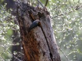 Kruepers Nuthatch - Turkse Boomklever - Sitta krueperi