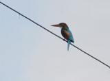 White throated Kingfisher - Smyrna IJsvogel - Halcyon smyrnensis
