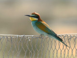 European Bee eater - Bijeneter - European Bee eater - Merops apiaster