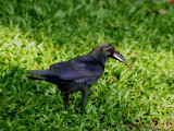 Eastern Jungle Crow