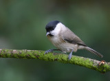 Glanskop - Marsh Tit - Parus palustris