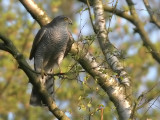 Sperwer - Sparrow Hawk - Accipiter nisus