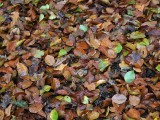 Herfstbladeren / Autumn leaves