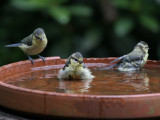 Pimpelmees - Blue Tit - Parus caeruleus