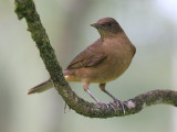 Clay-colored Trush - Turdus grayi - Grays Lijster