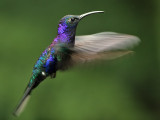 Violet Sabrewing - Violette Sabelvleugel - Campylopterus hemileucurus