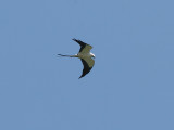 Swallow-tailed Kite - Zwaluuwstaartwouw - Elanoides forficatus 