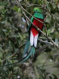 Resplendent Quetzal - Pharomachrus mocinno - Quetzal