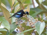 Golden hooded Tanager - Tangara larvata - Purpermasker-tangare