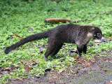 Coatimundi  - Neusbeer