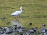 White Ibis - Witte Ibis - Eudocimus albus