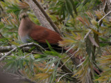 Squirrel Cuckoo - Eekhoornkoekoek - Piaya cayana