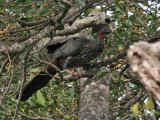 Crested Guan - Penelope purpurascens - Kuifsjakohoen