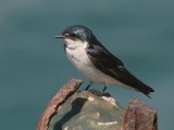 Mangrove Swallow - Tachycineta albilinea - Mangrove Zwaluw