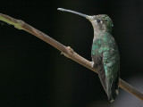 Magnificent Hummingbird - Eugenes fulgens - Rivolikolibrie