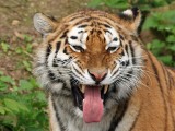 tiger - tijger
