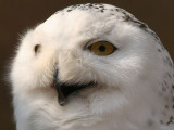 Snowy Owl - Sneeuwuil - Bubo scandiacus