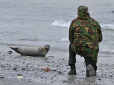 Gewone Zeehond - Common Seal - Phoca nitulina