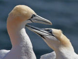 Gannet - Jan van Gent - Morus bassanus