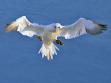 Gannet - Jan van Gent - Morus bassanus