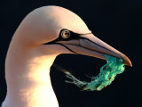 Gannet - Jan van Gent - Morus bassanus